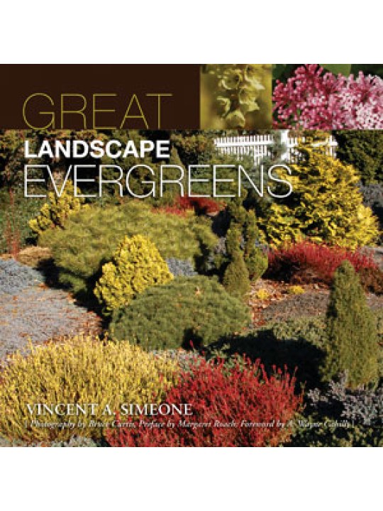 Great Landscape Evergreens