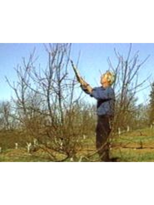 Pruning and Training Fruit and Nut Trees (DVD) (Κλάδεμα οπωροφόρων δέντρων - DVD στα αγγλικά)