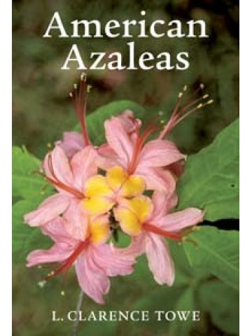 American Azaleas