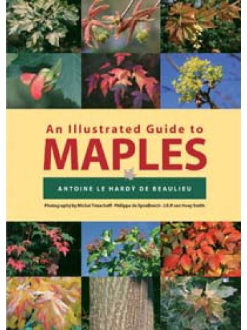 An Illustrated Guide to Maples