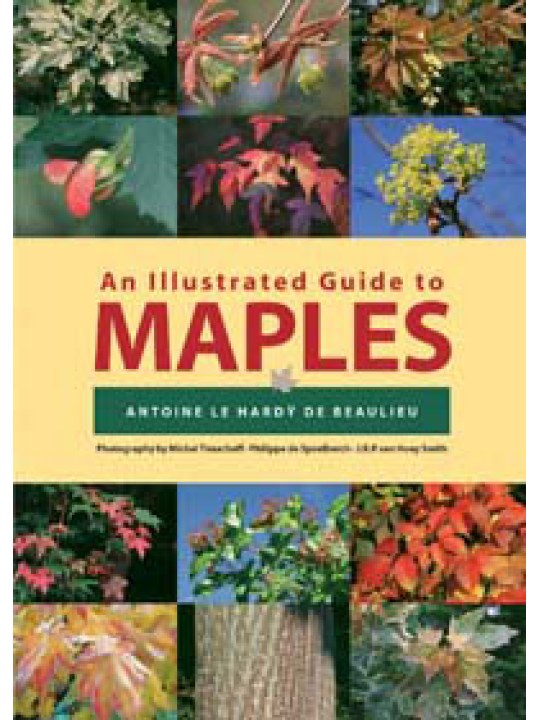 An Illustrated Guide to Maples