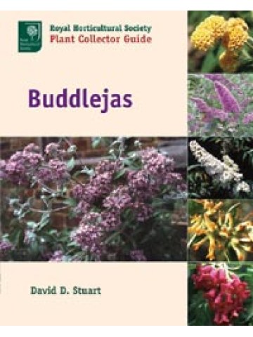 Buddlejas