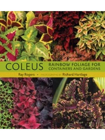 Coleus Rainbow Foliage for Containers and Gardens