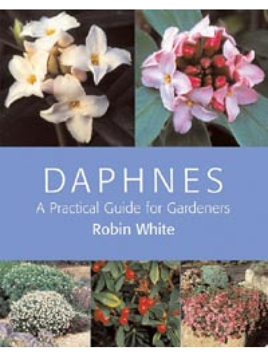 Daphnes A Practical Guide for Gardeners