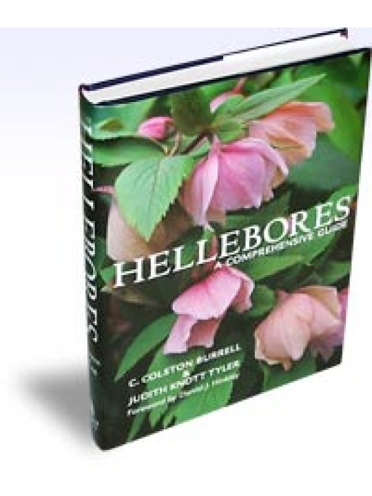 Hellebores A Comprehensive Guide