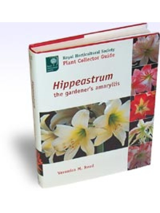 Hippeastrum The Gardener's Amaryllis