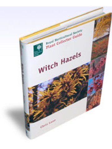 Witch Hazels