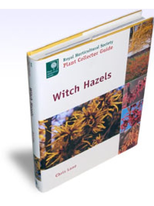 Witch Hazels Witch Hazels