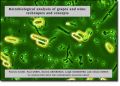 Microbiological Analysis of Grapes and Wine (Μικροβιολογική ανάλυση σταφυλιών και οίνου - έκδοση στα αγγλικά)